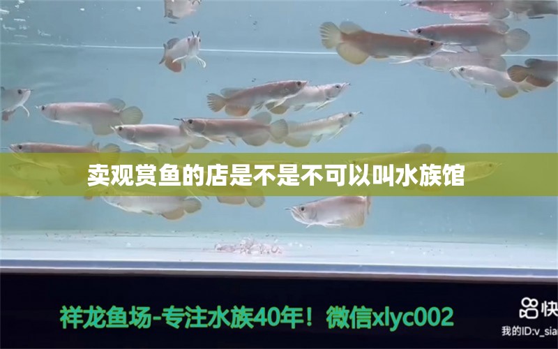 賣(mài)觀賞魚(yú)的店是不是不可以叫水族館 