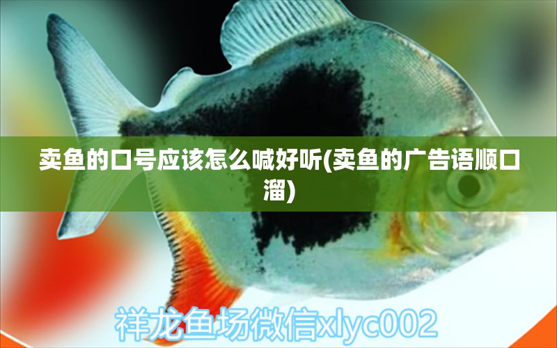 賣(mài)魚(yú)的口號(hào)應(yīng)該怎么喊好聽(tīng)(賣(mài)魚(yú)的廣告語(yǔ)順口溜) 祥龍龍魚(yú)專(zhuān)用水族燈