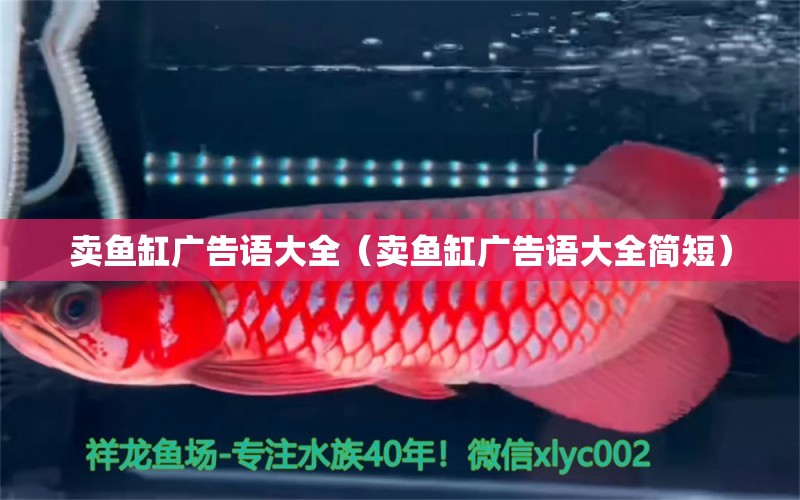 賣魚缸廣告語大全（賣魚缸廣告語大全簡(jiǎn)短） 古典過背金龍魚