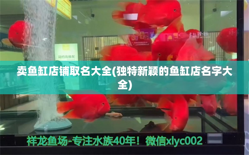 賣魚缸店鋪取名大全(獨特新穎的魚缸店名字大全) 金老虎魚