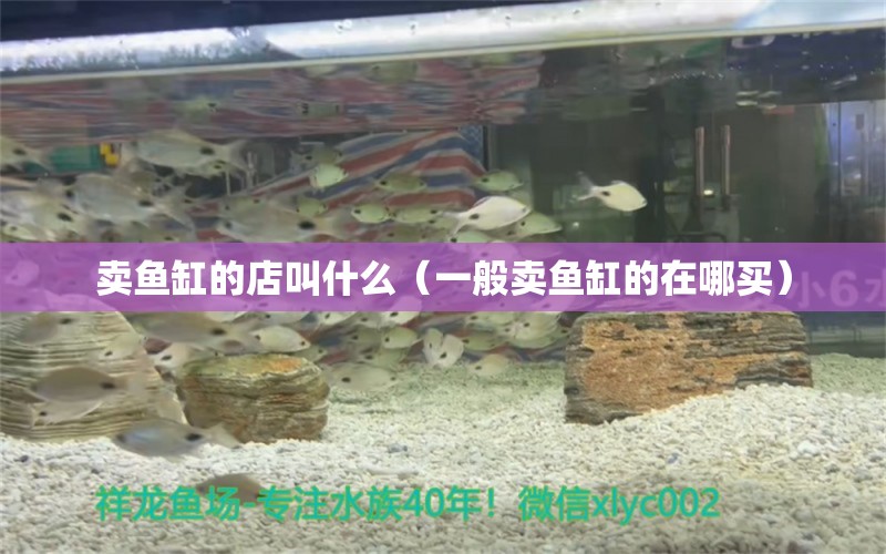 賣(mài)魚(yú)缸的店叫什么（一般賣(mài)魚(yú)缸的在哪買(mǎi)）