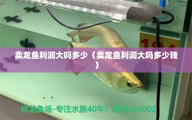 賣(mài)龍魚(yú)利潤(rùn)大嗎多少（賣(mài)龍魚(yú)利潤(rùn)大嗎多少錢(qián)）