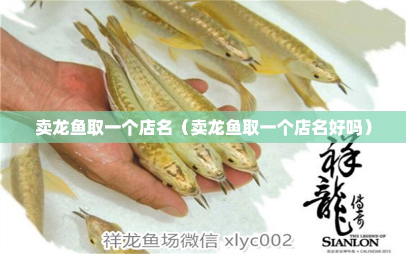 賣龍魚取一個店名（賣龍魚取一個店名好嗎）