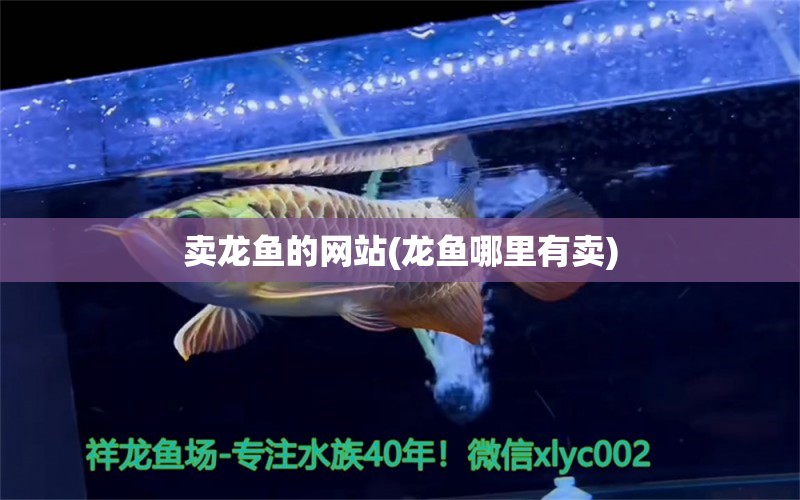 賣龍魚的網(wǎng)站(龍魚哪里有賣) 丹頂錦鯉魚