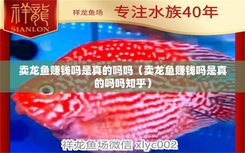 賣龍魚賺錢嗎是真的嗎嗎（賣龍魚賺錢嗎是真的嗎嗎知乎）