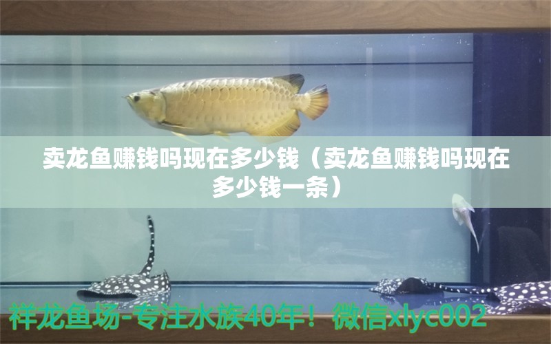 賣龍魚賺錢嗎現(xiàn)在多少錢（賣龍魚賺錢嗎現(xiàn)在多少錢一條）