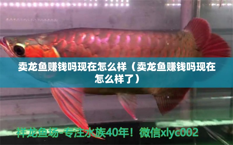 賣龍魚賺錢嗎現(xiàn)在怎么樣（賣龍魚賺錢嗎現(xiàn)在怎么樣了）