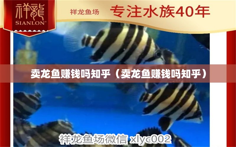 賣龍魚賺錢嗎知乎（賣龍魚賺錢嗎知乎）