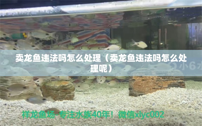 賣龍魚違法嗎怎么處理（賣龍魚違法嗎怎么處理呢） 網(wǎng)上購買觀賞魚