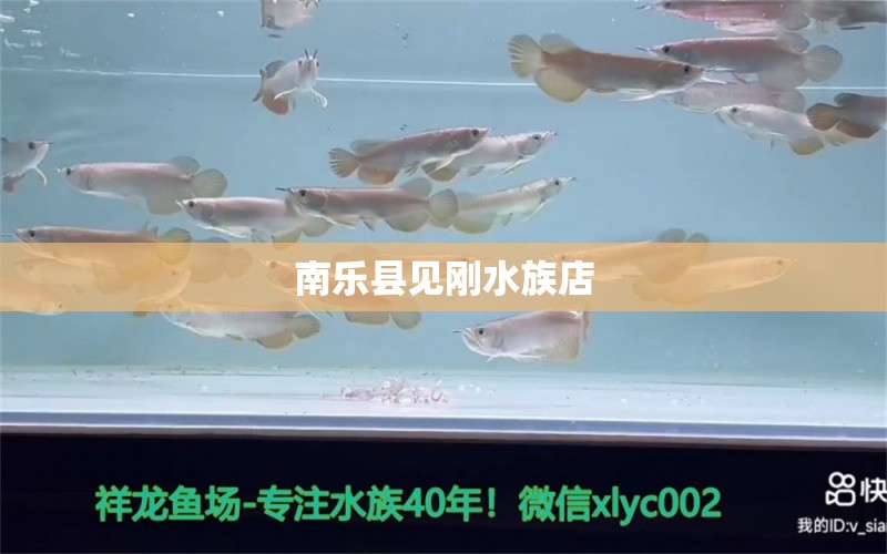 南樂(lè)縣見(jiàn)剛水族店