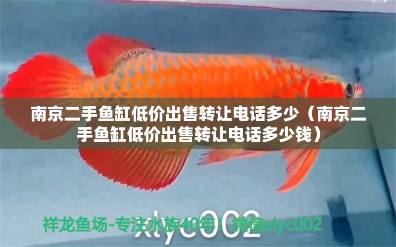 南京二手魚缸低價(jià)出售轉(zhuǎn)讓電話多少（南京二手魚缸低價(jià)出售轉(zhuǎn)讓電話多少錢） 祥龍水族醫(yī)院