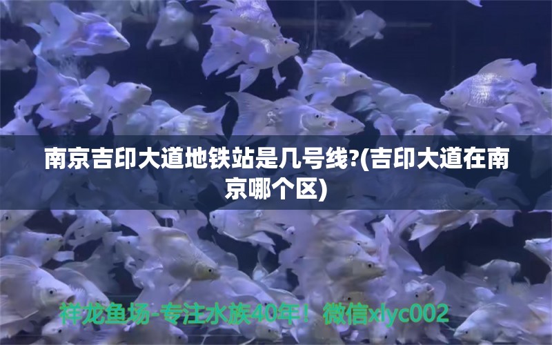 南京吉印大道地鐵站是幾號線?(吉印大道在南京哪個區(qū)) 吉印水族