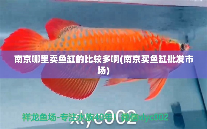 南京哪里賣魚(yú)缸的比較多啊(南京買魚(yú)缸批發(fā)市場(chǎng)) 可麗愛(ài)魚(yú)缸