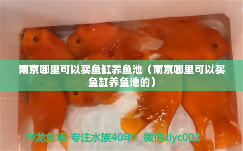 南京哪里可以買魚(yú)缸養(yǎng)魚(yú)池（南京哪里可以買魚(yú)缸養(yǎng)魚(yú)池的） 鸚鵡魚(yú)