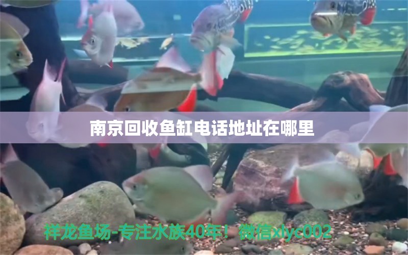 南京回收魚缸電話地址在哪里 