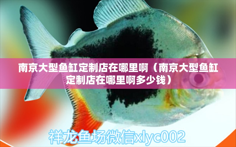 南京大型魚(yú)缸定制店在哪里啊（南京大型魚(yú)缸定制店在哪里啊多少錢(qián)） 祥龍水族醫(yī)院