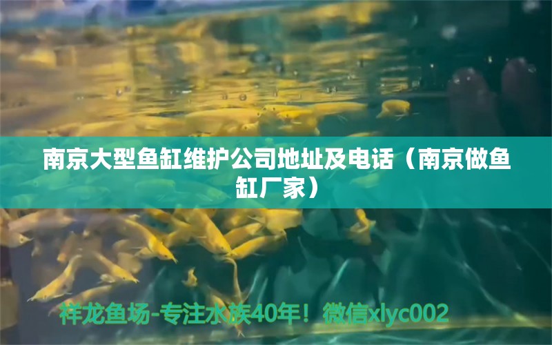 南京大型魚缸維護公司地址及電話（南京做魚缸廠家）