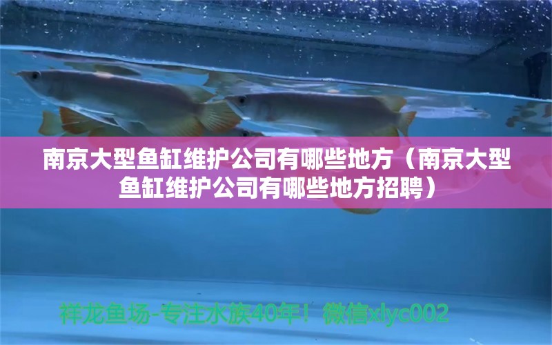 南京大型魚缸維護公司有哪些地方（南京大型魚缸維護公司有哪些地方招聘）