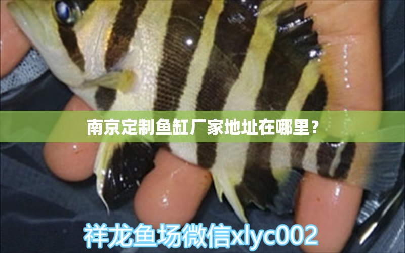 南京定制魚缸廠家地址在哪里？