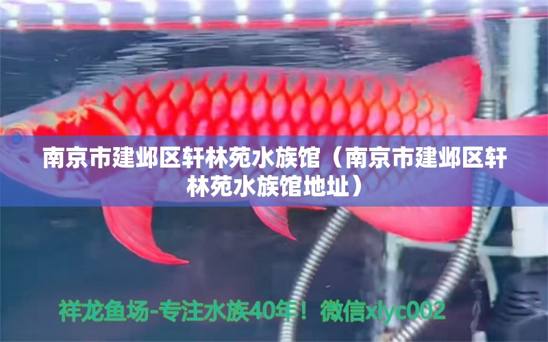 南京市建鄴區(qū)軒林苑水族館（南京市建鄴區(qū)軒林苑水族館地址）