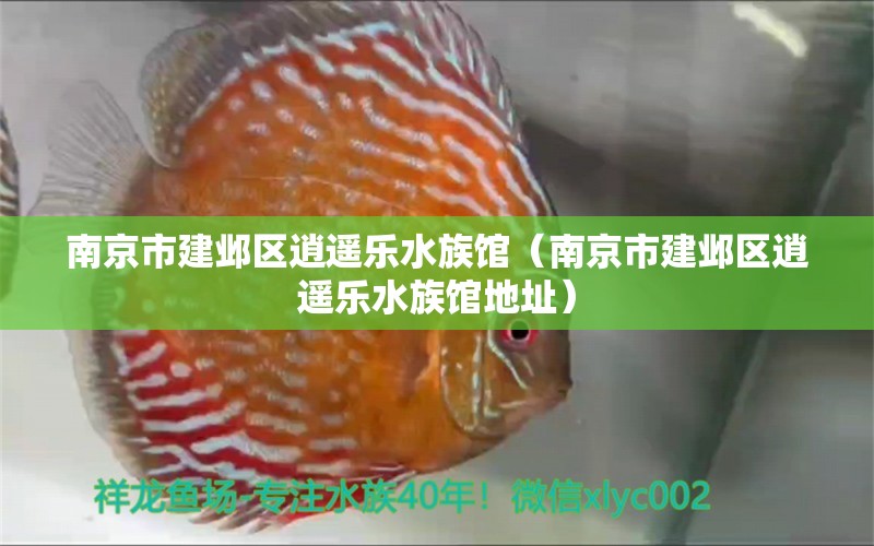 南京市建鄴區(qū)逍遙樂水族館（南京市建鄴區(qū)逍遙樂水族館地址） 全國水族館企業(yè)名錄