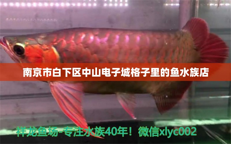 南京市白下區(qū)中山電子城格子里的魚(yú)水族店