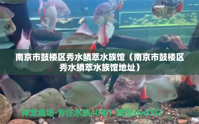 南京市鼓樓區(qū)秀水鱗萃水族館（南京市鼓樓區(qū)秀水鱗萃水族館地址）