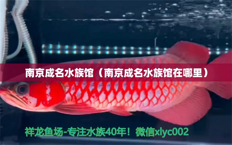 南京成名水族館（南京成名水族館在哪里） 全國水族館企業(yè)名錄