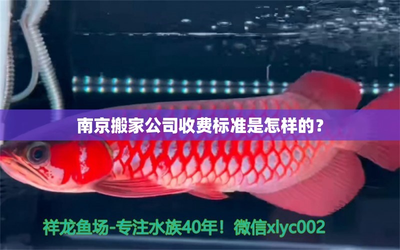 南京搬家公司收費標準是怎樣的？ 斑馬鴨嘴魚