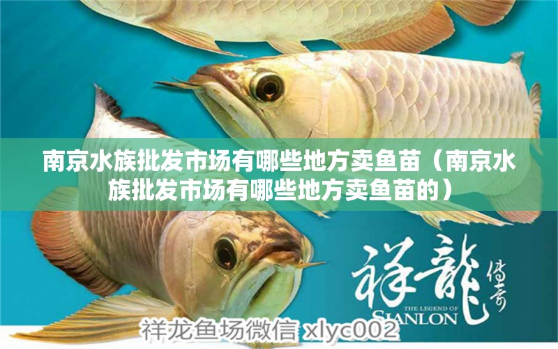 南京水族批發(fā)市場(chǎng)有哪些地方賣(mài)魚(yú)苗（南京水族批發(fā)市場(chǎng)有哪些地方賣(mài)魚(yú)苗的）