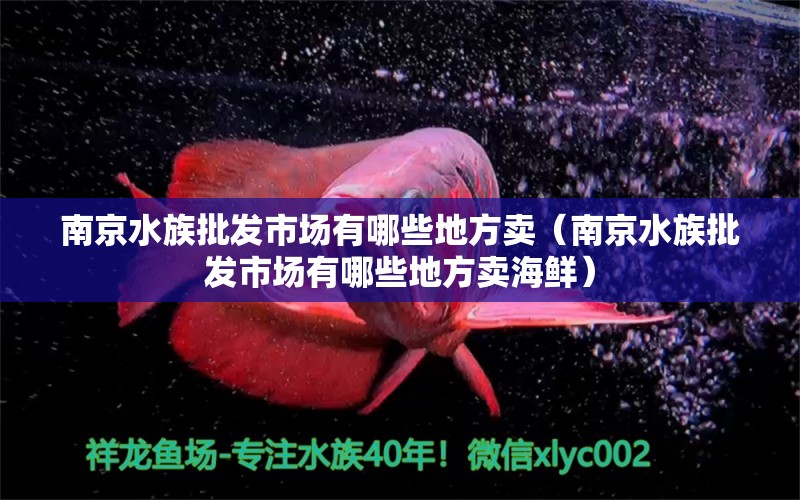 南京水族批發(fā)市場有哪些地方賣（南京水族批發(fā)市場有哪些地方賣海鮮）