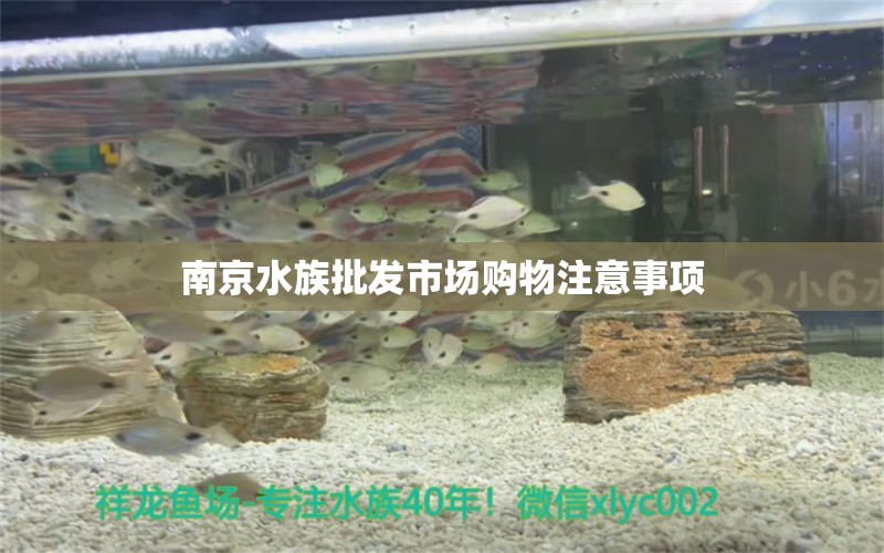 南京水族批發(fā)市場(chǎng)購(gòu)物注意事項(xiàng) 觀賞魚水族批發(fā)市場(chǎng)