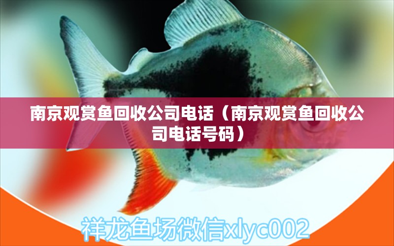 南京觀賞魚回收公司電話（南京觀賞魚回收公司電話號碼）