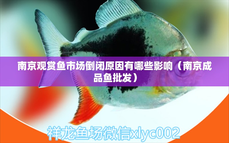 南京觀賞魚市場(chǎng)倒閉原因有哪些影響（南京成品魚批發(fā)） 觀賞魚市場(chǎng)（混養(yǎng)魚）