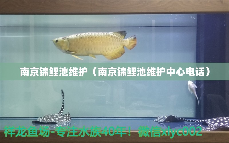 南京錦鯉池維護(hù)（南京錦鯉池維護(hù)中心電話）