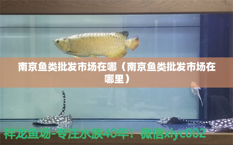 南京魚類批發(fā)市場在哪（南京魚類批發(fā)市場在哪里）