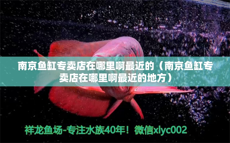 南京魚缸專賣店在哪里啊最近的（南京魚缸專賣店在哪里啊最近的地方） 粗線銀版魚苗