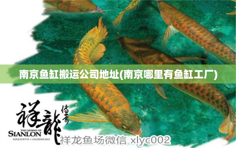 南京魚缸搬運公司地址(南京哪里有魚缸工廠) 朱巴利魚 第1張