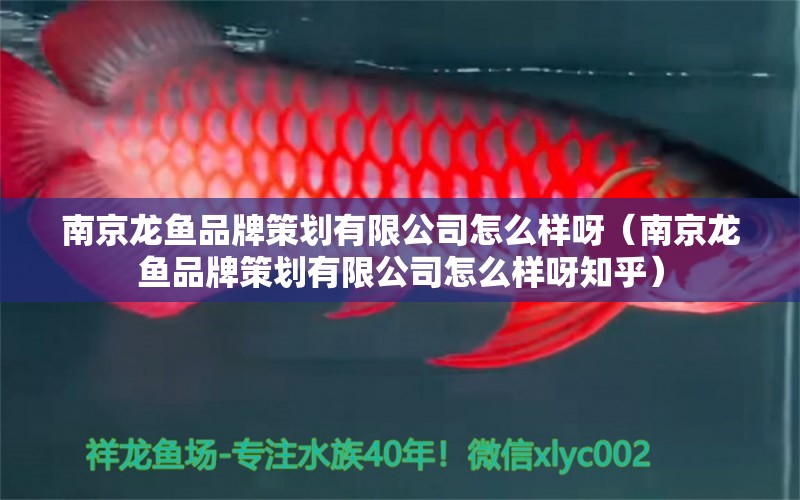 南京龍魚品牌策劃有限公司怎么樣呀（南京龍魚品牌策劃有限公司怎么樣呀知乎）