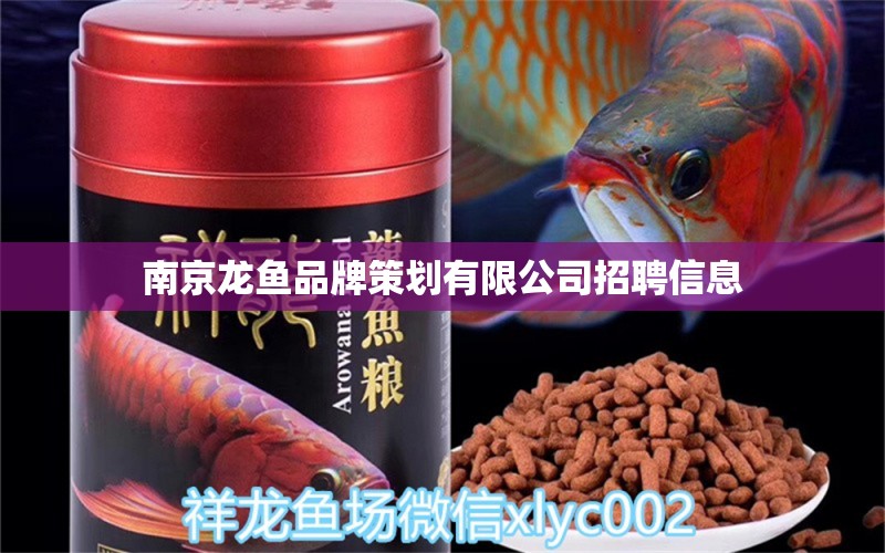 南京龍魚品牌策劃有限公司招聘信息