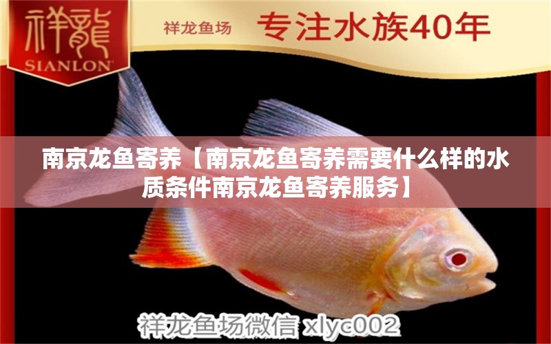 南京龍魚寄養(yǎng)【南京龍魚寄養(yǎng)需要什么樣的水質(zhì)條件南京龍魚寄養(yǎng)服務(wù)】 水族問答 第1張