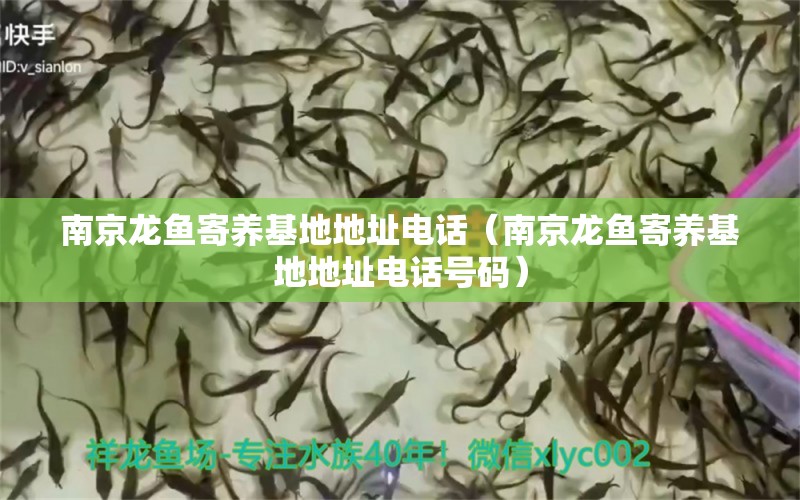 南京龍魚寄養(yǎng)基地地址電話（南京龍魚寄養(yǎng)基地地址電話號碼） 稀有紅龍品種