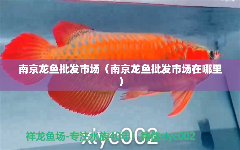 南京龍魚(yú)批發(fā)市場(chǎng)（南京龍魚(yú)批發(fā)市場(chǎng)在哪里）