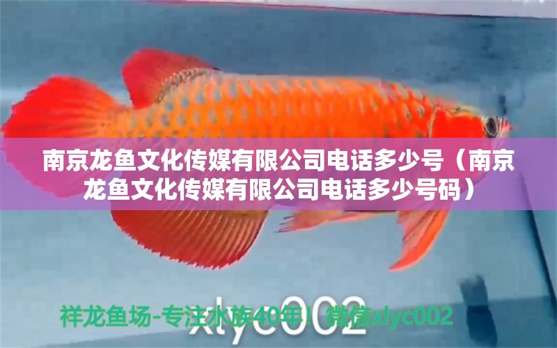 南京龍魚(yú)文化傳媒有限公司電話多少號(hào)（南京龍魚(yú)文化傳媒有限公司電話多少號(hào)碼）