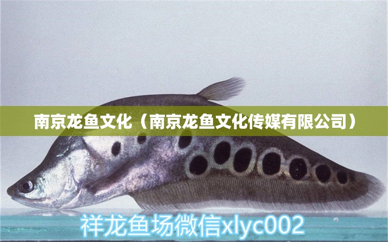 南京龍魚文化（南京龍魚文化傳媒有限公司）