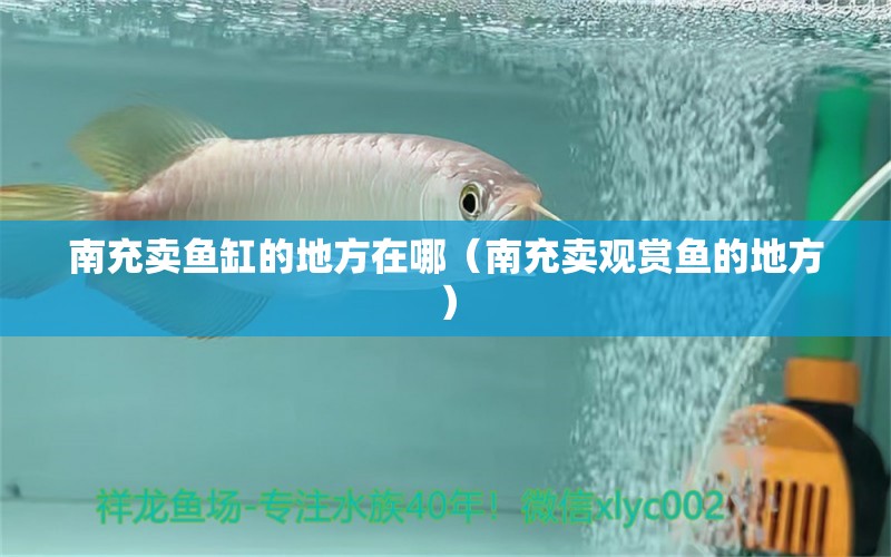 南充賣魚缸的地方在哪（南充賣觀賞魚的地方）