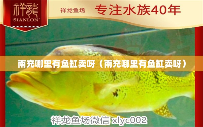 南充哪里有魚缸賣呀（南充哪里有魚缸賣呀）