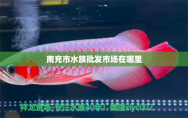 南充市水族批發(fā)市場在哪里 觀賞魚水族批發(fā)市場