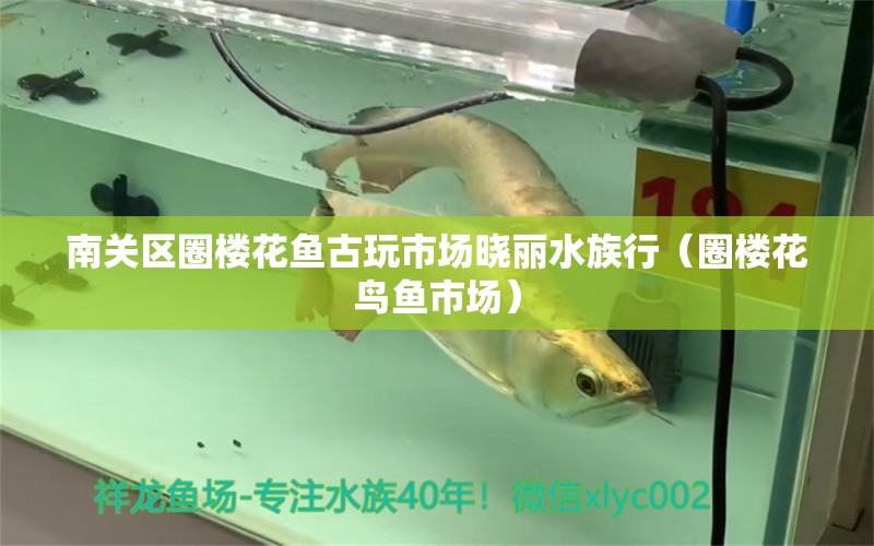 南關(guān)區(qū)圈樓花魚古玩市場曉麗水族行（圈樓花鳥魚市場）