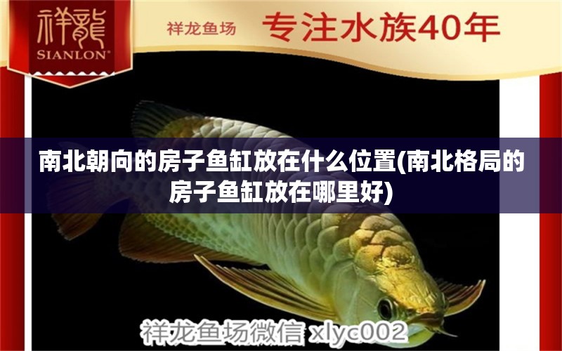 南北朝向的房子魚缸放在什么位置(南北格局的房子魚缸放在哪里好) 豬鼻龜